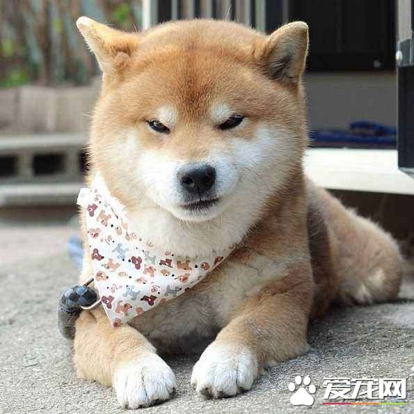 柴犬可以吃雞肝嗎 柴犬吃雞肝沒想到壞處這么多