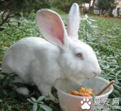 兔子吃巧克力 忌食肉及動物性食品