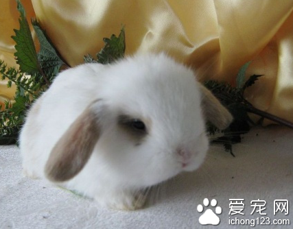 兔子吃的飼料 兔糧注意定量提供
