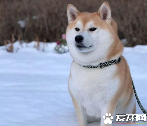 柴犬腳掌是什么顏色 如何飼養柴犬