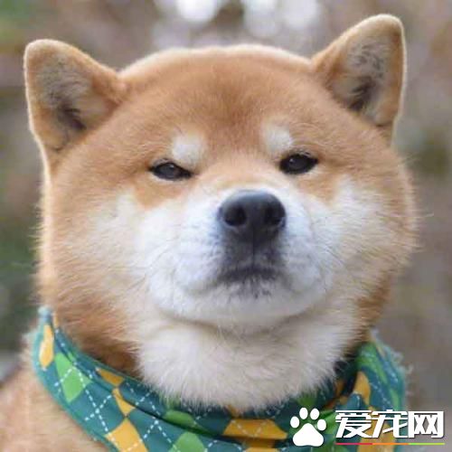 柴犬能吃的零食 怎樣制作柴犬的零食