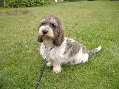 貝吉格里芬凡丁犬哪里賣    網上雖方便但需提防騙術