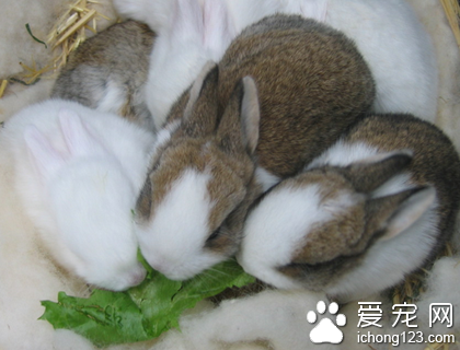兔子吃生菜 洗凈晾干不宜多吃