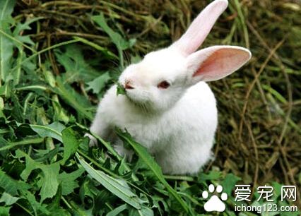 兔子可以吃什么菜 不可長期大量食用