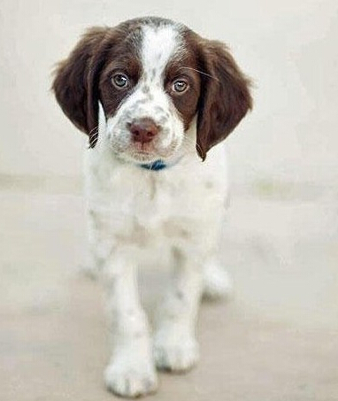 不列塔尼獵犬的日常護理 清潔耳道得小心!