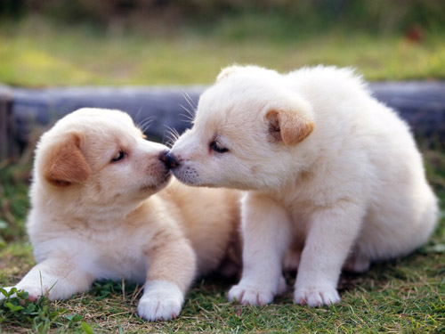 懷孕可不可以養狗    最好避免孕婦和狗狗接觸