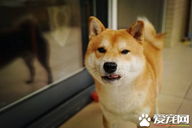 純種柴犬好養嗎咬人嗎 純種柴犬的特點有哪些