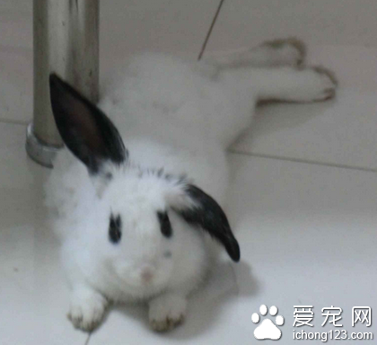 兔子能吃的草 兔糧需定量來喂食