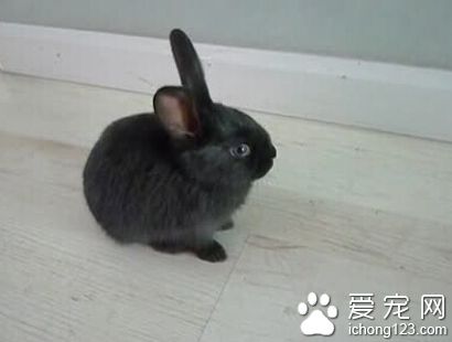 兔子不能吃什么水果 蔬果一定要新鮮的