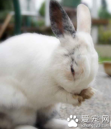 兔子一次吃多少 根據兔子的食量決定