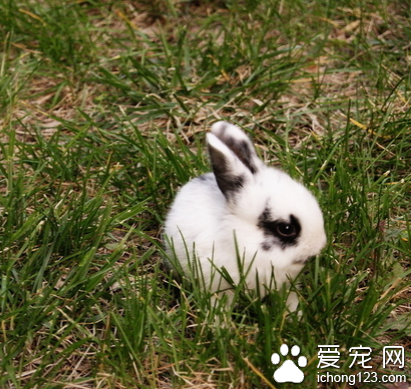兔子吃雞腿 兔子腸胃不能消化肉類