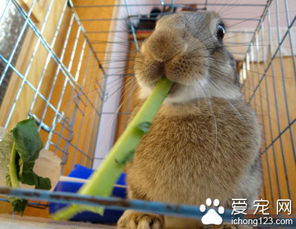 兔子吃布 會妨礙蠕動或阻塞腸道
