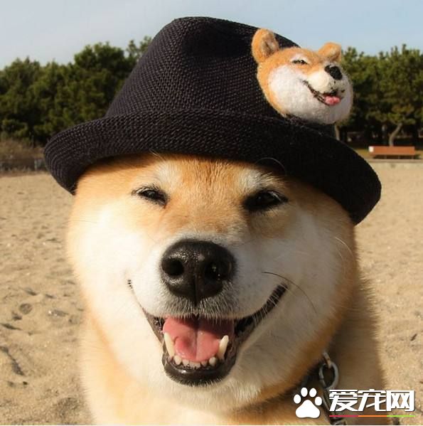 柴犬咬人怎么辦 這招可以簡單防止柴犬咬人