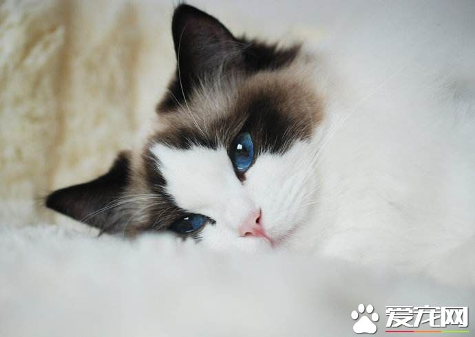 布偶貓亂爬亂翻東西 布偶貓亂爬亂翻東西的解決方法竟然這么簡單