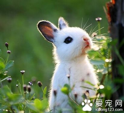 兔子能吃什么菜 不可長期大量的食用