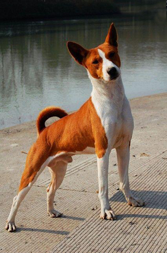 巴仙吉犬怎么選   五個步驟幫你選巴仙吉犬