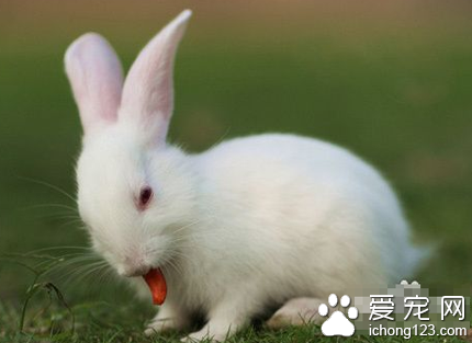 兔子為什么吃蘿卜 含有較多脂溶性維生素