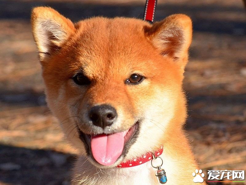 柴犬能吃什么水果 柴犬能吃的水果原來這么多