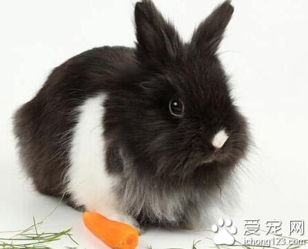 兔子吃的東西 苜蓿干草對幼兔很重要