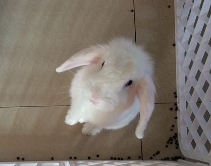 在家怎么養兔子 有異味的飼料不喂