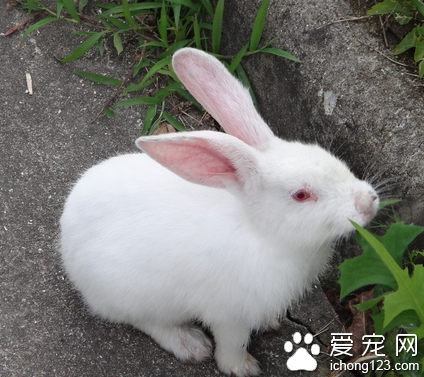 小兔子不能吃什么 蔬果不能作為主食