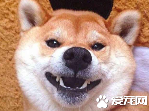 柴犬幼崽多少錢一只 柴犬幼崽價格浮動居然這么大