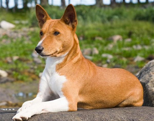 巴仙吉犬哪里賣   <a href=/ target=_blank class=infotextkey>寵物</a>市場或<a href=/xinwen/chongwudian/ target=_blank class=infotextkey>寵物店</a>