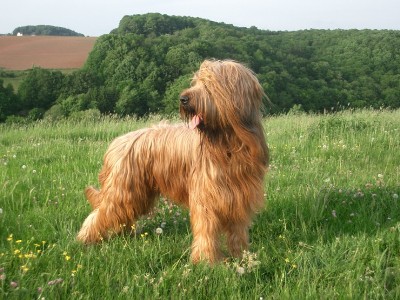 伯瑞犬哪里賣     最好去貓狗交易市場
