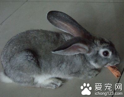 兔子吃食物的樣子 兔子需要一定的運動量