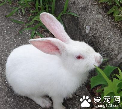兔子掉毛吃什么 身體缺乏營養易掉毛