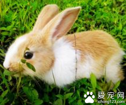 兔子吃不吃玉米  適當的吃一點可以