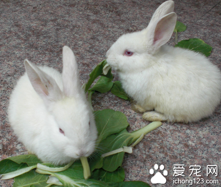 兔子最愛吃的蔬菜 蔬菜須洗凈后瀝干水