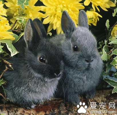 兔子能不能吃香蕉 根據兔兔的腸胃來定