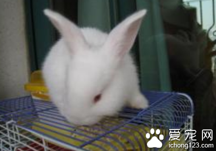 兔子可以吃玉米嗎 可以適當吃一些