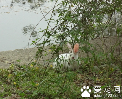 家里怎么養兔子 準備一個舒適的環境