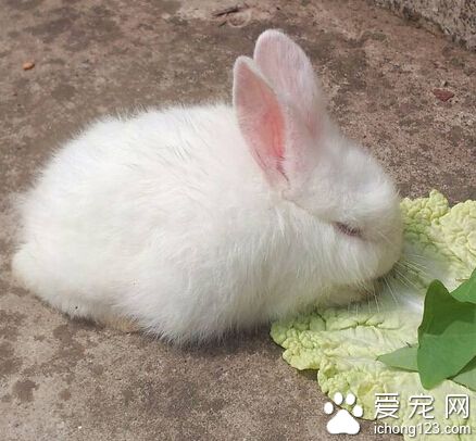 小兔子最喜歡吃什么 食譜中應以牧草為主