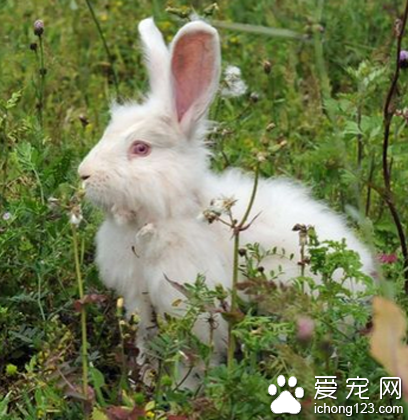 兔子可以吃西瓜嗎 一般不要給兔兔吃