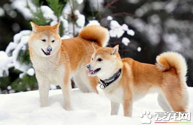 柴犬肚子毛色多久變白 柴犬的毛色有幾種