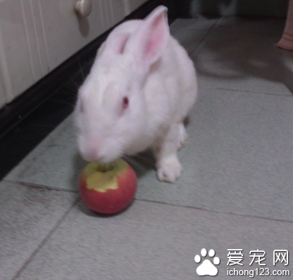 兔子能吃黃瓜嗎 盡量不要喂食黃瓜