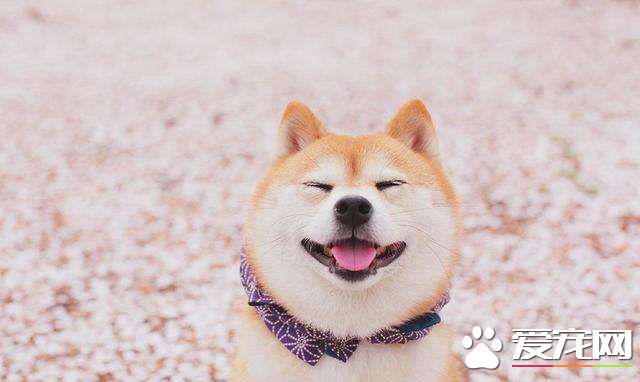 柴犬鼻子顏色 柴犬鼻子變色的原因