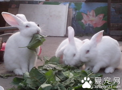 寵物兔子吃什么好 喜歡吃稍甜的食物