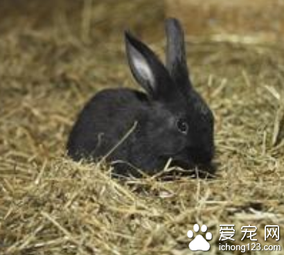 兔子可以吃水果嗎 水果是零食不要多吃