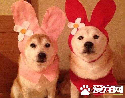 柴犬智商和金毛對比 沒想到柴犬居然是這個智商排名
