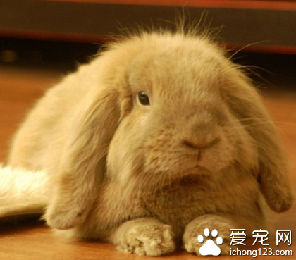 兔子吃飼料 不要給兔子喂青貯料