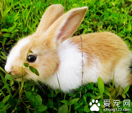 兔子喜歡吃什么菜 要注意最好不含農藥
