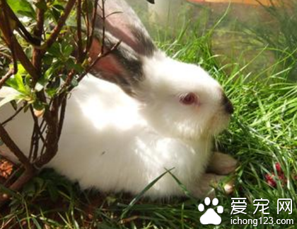 兔子不吃草只吃兔糧 適量食用兔糧