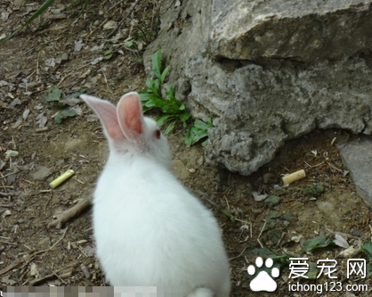 小兔子怎么養 小兔以苜蓿草為主