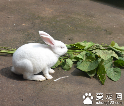 兔子吃蘋果嗎 喂的食物不能有生水