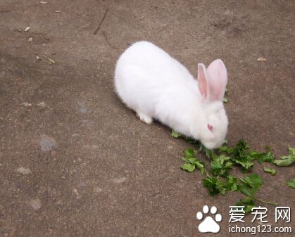  兔子吃水果 水果是零食不能多吃