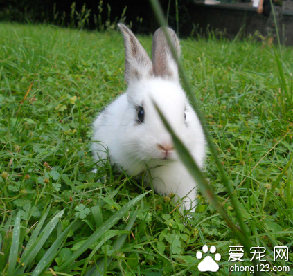 兔子為什么吃毛 兔毛有麥角醇和膽固醇